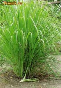 Seminte Lemongrass (iarba de lamaie) foto