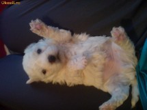 Vand pui Bichon Frise albi ieftin foto