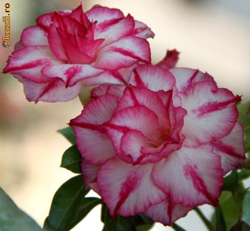 Vanzare Adenium Obesum(Trandafirul Desertului)25 lei foto mare