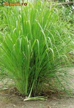 Seminte Lemongrass (iarba de lamaie) foto mare