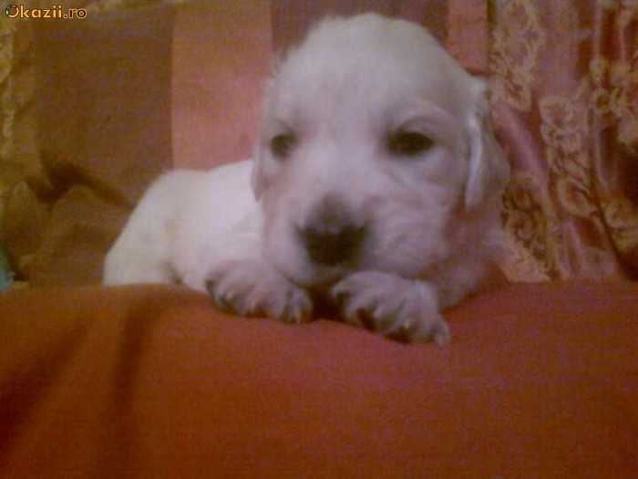 VAND PUI GOLDEN RETRIVIER foto mare